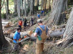 Cabin Trail and Old Growth trail work
